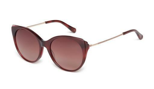 solbrille Ted Baker 1589 249